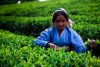 NUWARA ELIYA | Tea Factory Visit