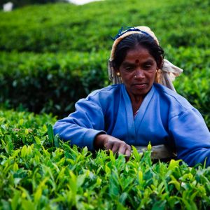 NUWARA ELIYA | Tea Factory Visit