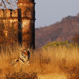 Taj, Tigers And Beyond