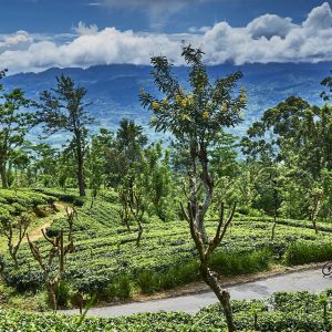 MATALE | Spice Garden Visit