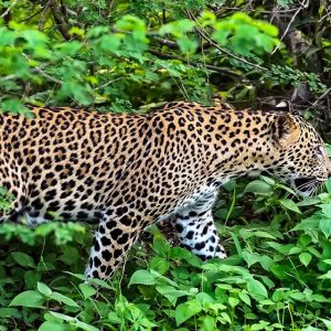 YALA | Yala National Park