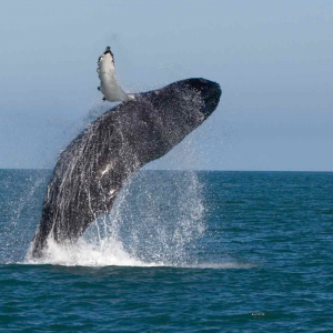 MIRISSA | Whale Watching