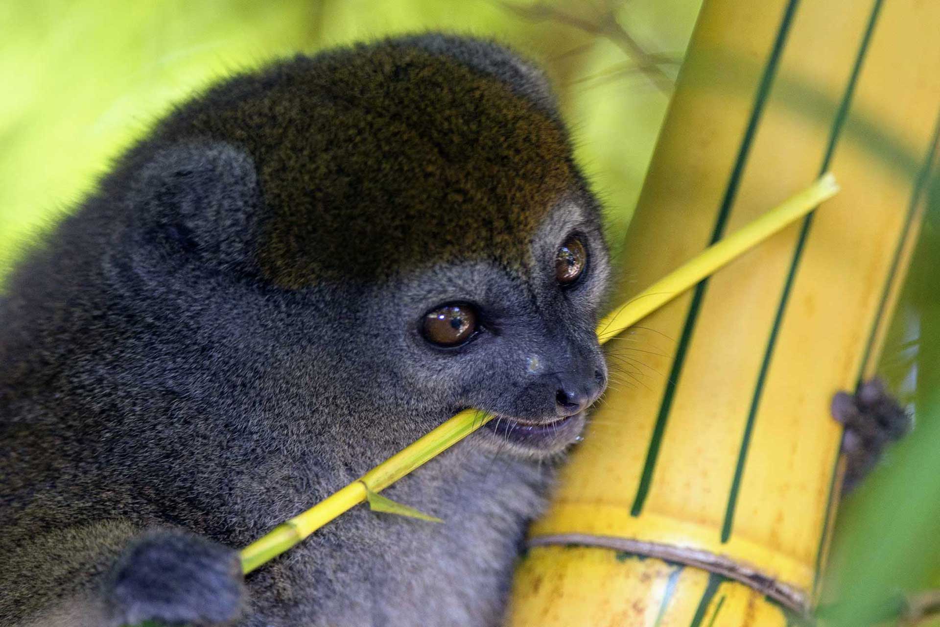 Madagascar - Insider Journeys