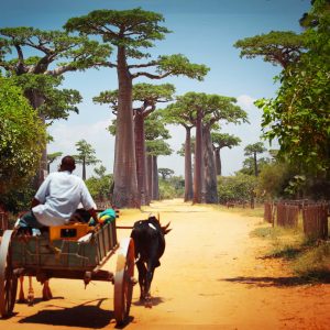 Zebu cart on a dry road leading through baobab alley. Madagascar