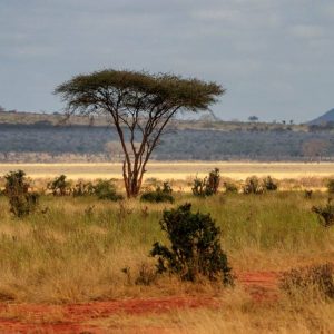 Best of Tsavo East