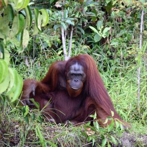 Orangutan Tour by Houseboat
