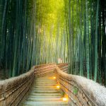 Arashiyama,Bamboo,Forest,In,Kyoto,Japan