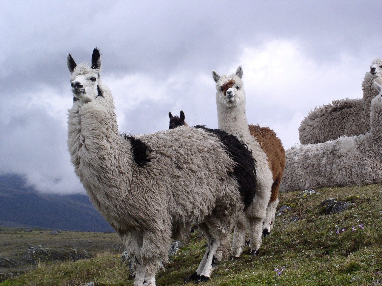 Ecuador