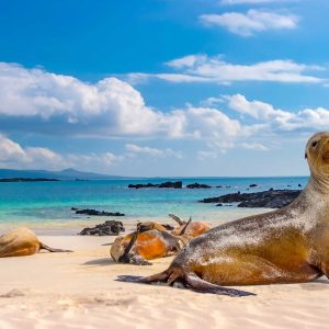Ecuador. The Galapagos Islands. Seals are sleeping on the beach. Beaches of the Galapagos Islands. Pacific Ocean. Seals in Ecuador. Animals of the Galapagos Islands.