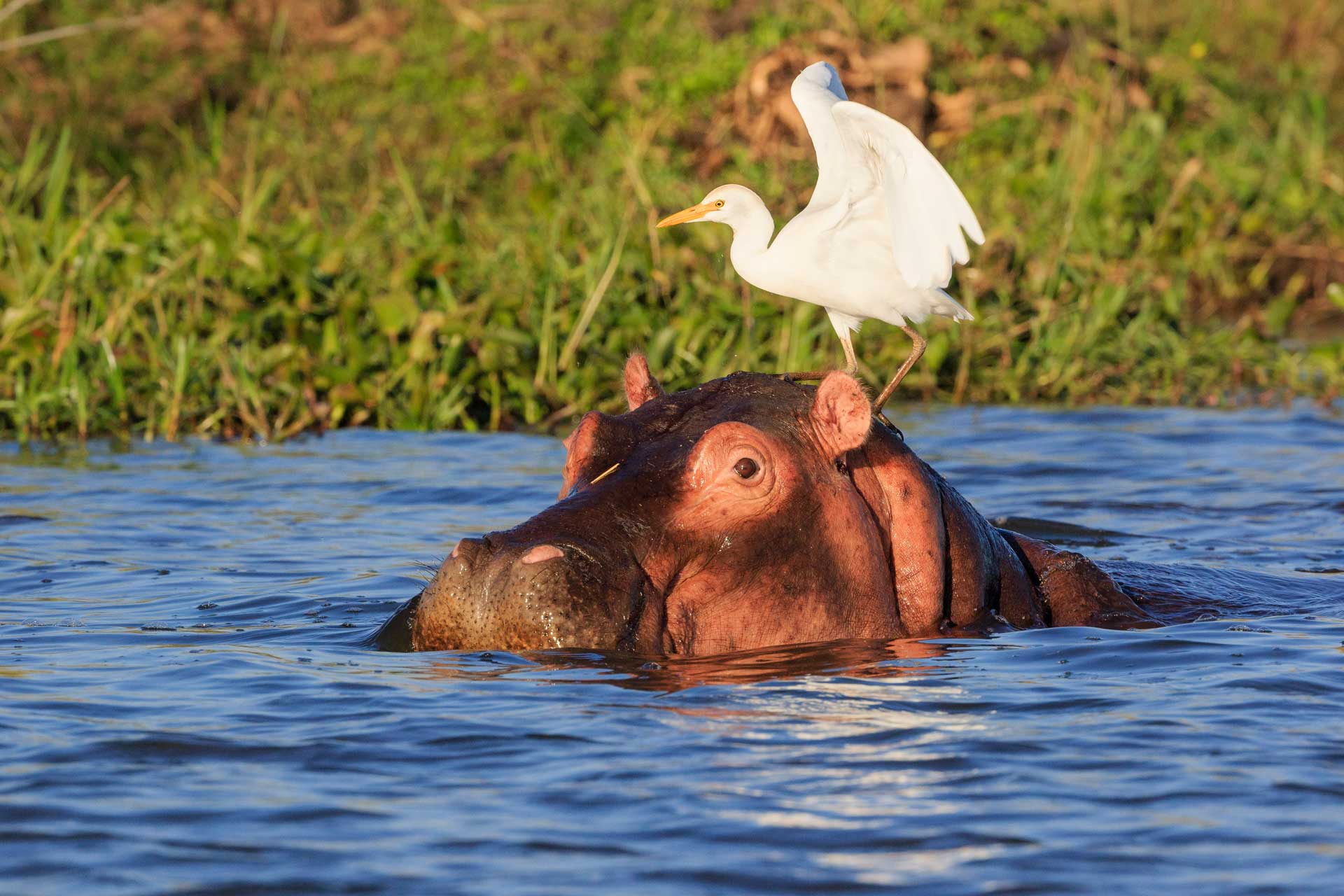 Hippopotamus (Hippos) in Liwonde N.P. - Malawi