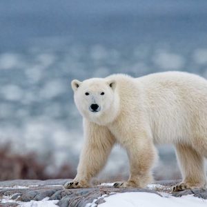 northern Ellesmere Island/Canada-01/21/2019.  photo of polar bear in Canada