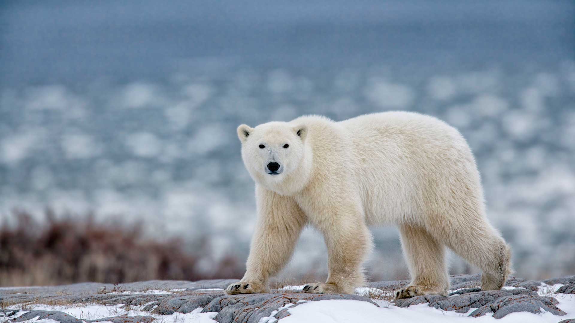 northern Ellesmere Island/Canada-01/21/2019.  photo of polar bear in Canada