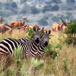 Rwanda Wildlife Safari
