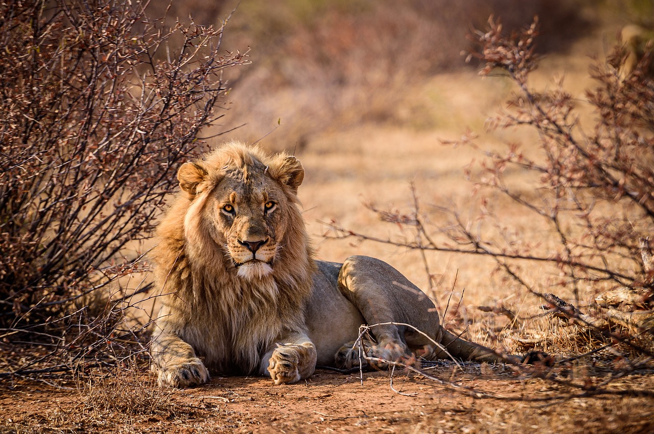 Pure Nature and the Big 5 in a Private Reserve