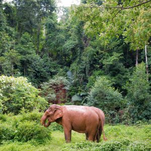 Asian Elephants in a Cambodian jungle