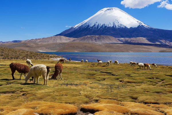 Alpacas (Vicugna pacos) graze at the Chungara lake shore at 3200 meters above sea level with Parinacota volcano at the background in Lauca National park near Putre, Chile.
