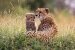 Animals & Birds