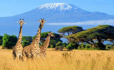 Three giraffe on Kilimanjaro mount background in National park of Kenya, Africa