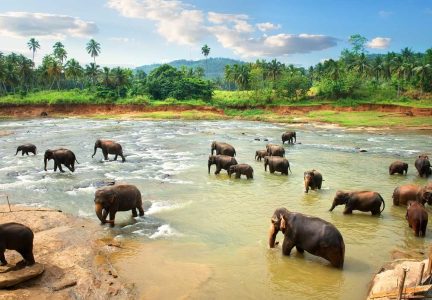 Sri Lanka Safari