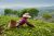 Flavours of Sri Lanka