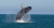 MIRISSA | Whale Watching