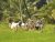 HIRIWADUNNA | Hiriwadunna Village Experience